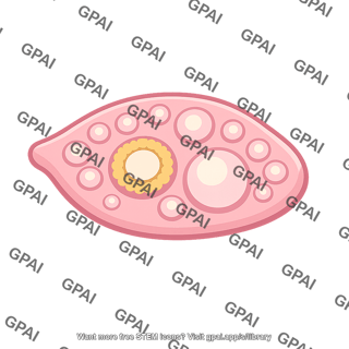 Female gonad