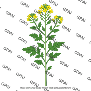 Wild mustard