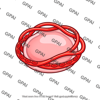 Alveolar capillary