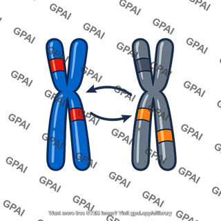 Reciprocal chromosomal translocation