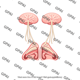 Olfactory system