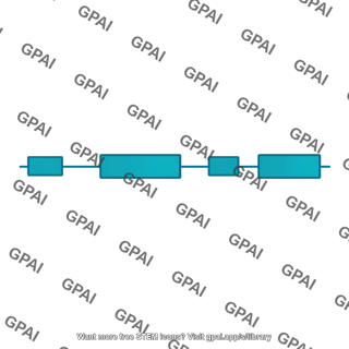 Alpha 2 globin gene