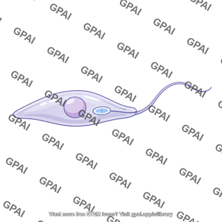 Kinetoplastid