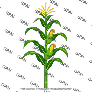 C4 plant corn