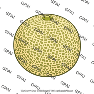 Muskmelon