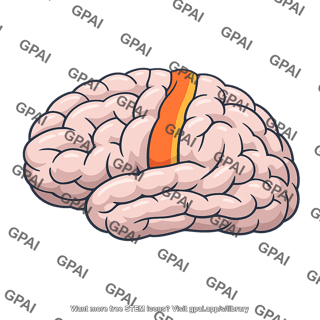 Motor cortex