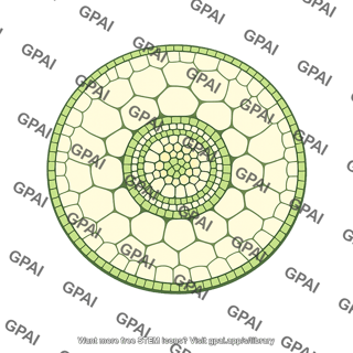 Maize root cross section nonaerated