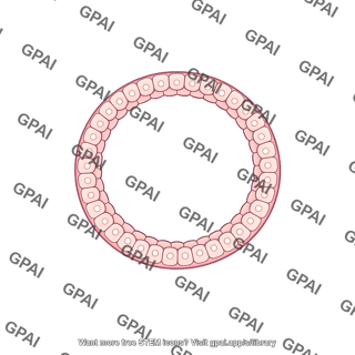 Blastula cross section