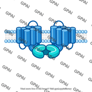 Active adenylyl cyclase
