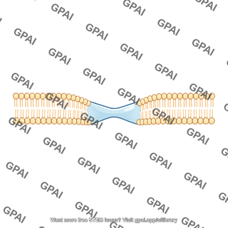 Membrane fusion