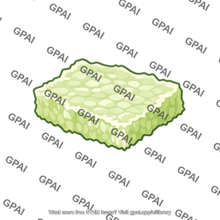 Plant tissue fragment
