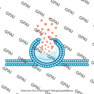 Exocytosis