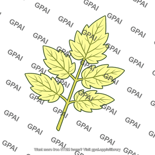 Aurea mutant tomato leaf