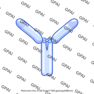 Antibody