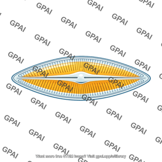 Diatom