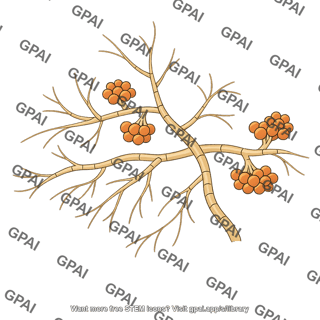 Cryphonectria parasitica