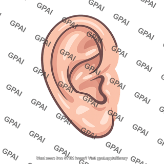 External human ear