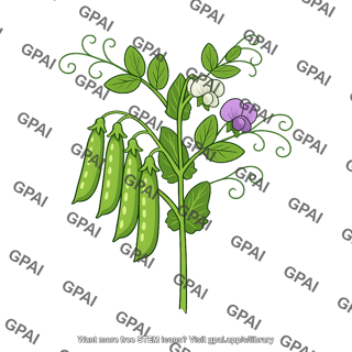 Garden pea
