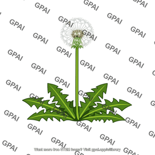 Dandelion seed head