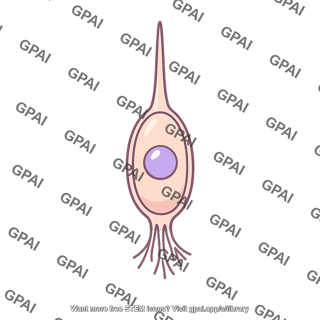 Receptor cell