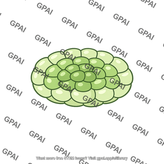 Early plant embryo cell mass