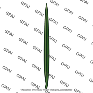 Needlelike leaf