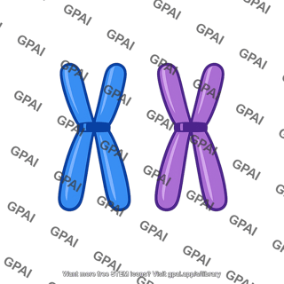 Human homologous chromosome pair