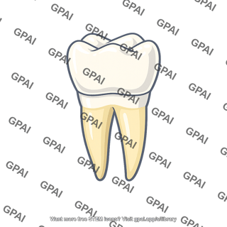 Mammalian tooth