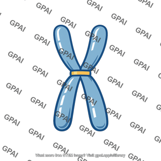 Replicated chromosome