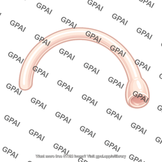 Semicircular canal