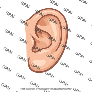 Human ear