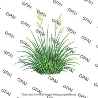 Dune fescue grass