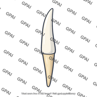 Tetrapod tooth single pointed