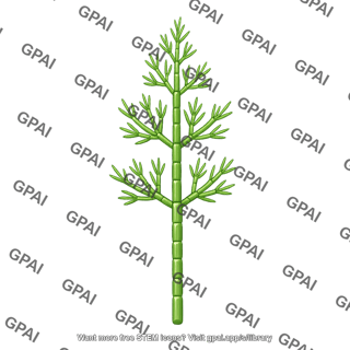 Charophyte green alga