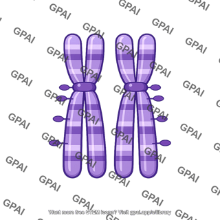 Homologous chromosome pair