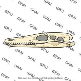 Flat skull lateral