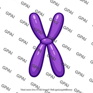 Chromosome replicated