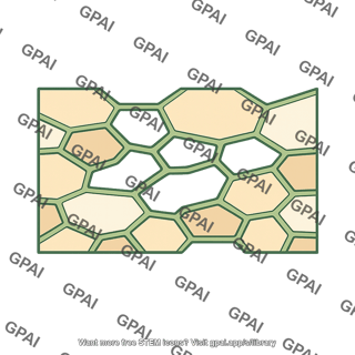 Plant apoplast