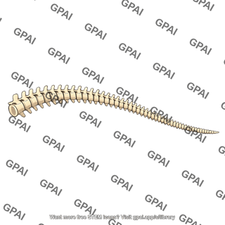 Long tail with many vertebrae