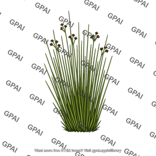 Black rush juncus gerardii