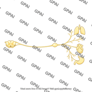 Parasympathetic division