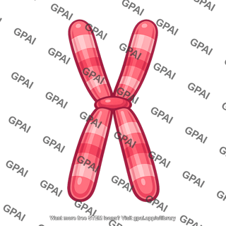 Chromosome maternal