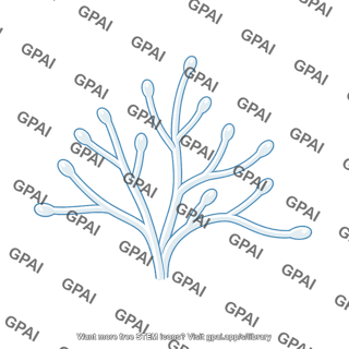 Water mold hypha