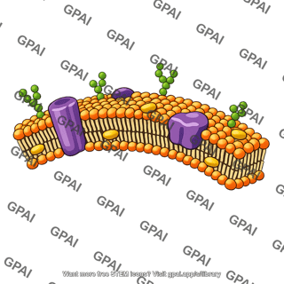 Animal cell plasma membrane cutaway