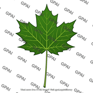 Sugar maple