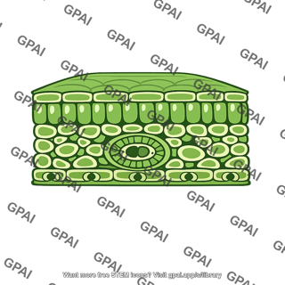 Leaf cross section