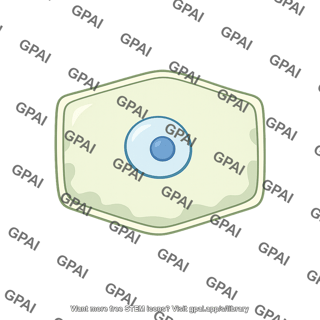 Phloem parenchyma cell