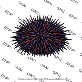 Echinoidea