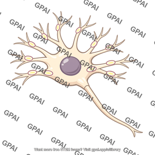 Postsynaptic neuron