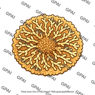 Glycogen granule